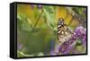 Painted Lady Butterfly on Butterfly Bush, Marion, Illinois, Usa-Richard ans Susan Day-Framed Stretched Canvas