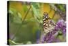 Painted Lady Butterfly on Butterfly Bush, Marion, Illinois, Usa-Richard ans Susan Day-Stretched Canvas