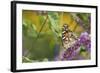 Painted Lady Butterfly on Butterfly Bush, Marion, Illinois, Usa-Richard ans Susan Day-Framed Photographic Print