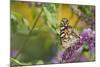 Painted Lady Butterfly on Butterfly Bush, Marion, Illinois, Usa-Richard ans Susan Day-Mounted Photographic Print