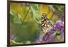 Painted Lady Butterfly on Butterfly Bush, Marion, Illinois, Usa-Richard ans Susan Day-Framed Photographic Print