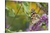 Painted Lady Butterfly on Butterfly Bush, Marion, Illinois, Usa-Richard ans Susan Day-Stretched Canvas