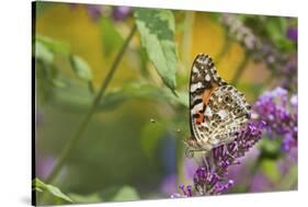 Painted Lady Butterfly on Butterfly Bush, Marion, Illinois, Usa-Richard ans Susan Day-Stretched Canvas