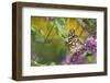 Painted Lady Butterfly on Butterfly Bush, Marion, Illinois, Usa-Richard ans Susan Day-Framed Photographic Print