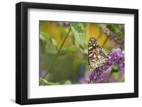 Painted Lady Butterfly on Butterfly Bush, Marion, Illinois, Usa-Richard ans Susan Day-Framed Photographic Print