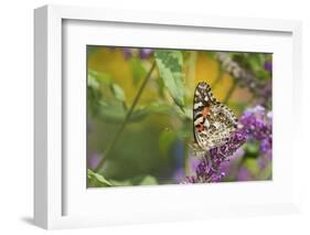 Painted Lady Butterfly on Butterfly Bush, Marion, Illinois, Usa-Richard ans Susan Day-Framed Photographic Print