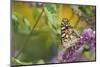 Painted Lady Butterfly on Butterfly Bush, Marion, Illinois, Usa-Richard ans Susan Day-Mounted Photographic Print