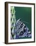 Painted Lady Butterfly on Lupine, Bloomfield Hills, Michigan, USA-Darrell Gulin-Framed Photographic Print
