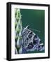 Painted Lady Butterfly on Lupine, Bloomfield Hills, Michigan, USA-Darrell Gulin-Framed Photographic Print