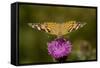 Painted Lady Butterfly on Thistle Blossom-null-Framed Stretched Canvas