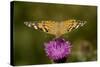 Painted Lady Butterfly on Thistle Blossom-null-Stretched Canvas