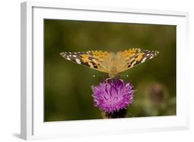 Painted Lady Butterfly on Thistle Blossom-null-Framed Photographic Print