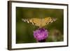 Painted Lady Butterfly on Thistle Blossom-null-Framed Photographic Print
