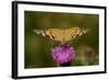 Painted Lady Butterfly on Thistle Blossom-null-Framed Photographic Print