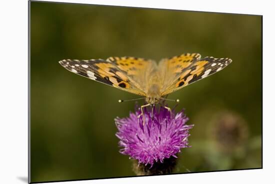 Painted Lady Butterfly on Thistle Blossom-null-Mounted Photographic Print