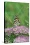 Painted Lady Butterfly Resting on Flower Bud-Gary Carter-Stretched Canvas