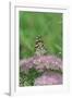 Painted Lady Butterfly Resting on Flower Bud-Gary Carter-Framed Photographic Print