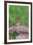 Painted Lady Butterfly Resting on Flower Bud-Gary Carter-Framed Photographic Print