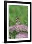 Painted Lady Butterfly Resting on Flower Bud-Gary Carter-Framed Photographic Print