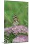 Painted Lady Butterfly Resting on Flower Bud-Gary Carter-Mounted Photographic Print