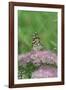 Painted Lady Butterfly Resting on Flower Bud-Gary Carter-Framed Photographic Print