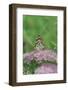 Painted Lady Butterfly Resting on Flower Bud-Gary Carter-Framed Photographic Print