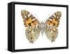 Painted Lady Butterfly - Underside (Vanessa Virginiensis), American Painted Lady, Insects-Encyclopaedia Britannica-Framed Stretched Canvas