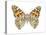 Painted Lady Butterfly - Underside (Vanessa Virginiensis), American Painted Lady, Insects-Encyclopaedia Britannica-Stretched Canvas