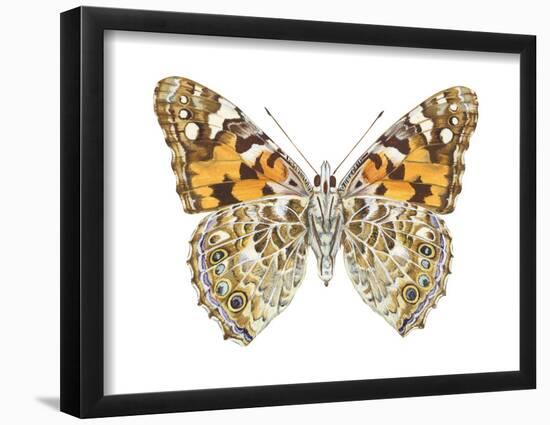 Painted Lady Butterfly - Underside (Vanessa Virginiensis), American Painted Lady, Insects-Encyclopaedia Britannica-Framed Poster