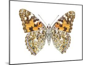 Painted Lady Butterfly - Underside (Vanessa Virginiensis), American Painted Lady, Insects-Encyclopaedia Britannica-Mounted Poster