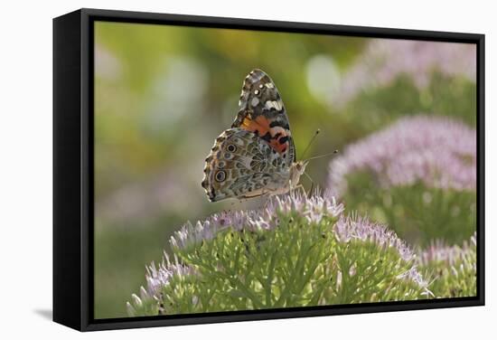 Painted Lady Butterfly-Gary Carter-Framed Stretched Canvas