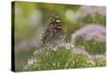 Painted Lady Butterfly-Gary Carter-Stretched Canvas