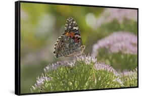 Painted Lady Butterfly-Gary Carter-Framed Stretched Canvas