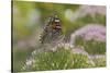Painted Lady Butterfly-Gary Carter-Stretched Canvas