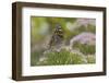 Painted Lady Butterfly-Gary Carter-Framed Photographic Print