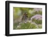 Painted Lady Butterfly-Gary Carter-Framed Photographic Print