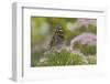 Painted Lady Butterfly-Gary Carter-Framed Photographic Print