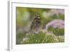 Painted Lady Butterfly-Gary Carter-Framed Photographic Print