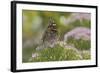 Painted Lady Butterfly-Gary Carter-Framed Photographic Print