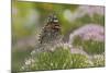 Painted Lady Butterfly-Gary Carter-Mounted Photographic Print