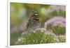 Painted Lady Butterfly-Gary Carter-Framed Photographic Print
