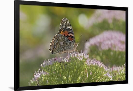 Painted Lady Butterfly-Gary Carter-Framed Photographic Print