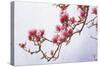 Painted Magnolias II-Chris Vest-Stretched Canvas