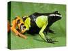 Painted Mantella in Andasibe-Mantadia National Park-Kevin Schafer-Stretched Canvas