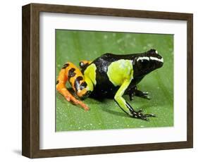 Painted Mantella in Andasibe-Mantadia National Park-Kevin Schafer-Framed Photographic Print