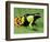 Painted Mantella in Andasibe-Mantadia National Park-Kevin Schafer-Framed Photographic Print