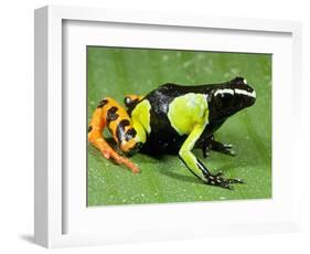 Painted Mantella in Andasibe-Mantadia National Park-Kevin Schafer-Framed Photographic Print