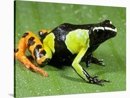 Painted Mantella in Andasibe-Mantadia National Park-Kevin Schafer-Stretched Canvas
