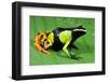 Painted Mantella in Andasibe-Mantadia National Park-Kevin Schafer-Framed Photographic Print