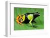 Painted Mantella in Andasibe-Mantadia National Park-Kevin Schafer-Framed Photographic Print